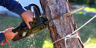 Best Hedge Trimming  in Ellwood City, PA