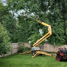 How Our Tree Care Process Works  in  Ellwood City, PA