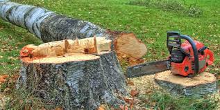 Best Tree Health Inspection  in Ellwood City, PA