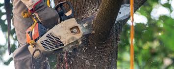 Best Arborist Consultation Services  in Ellwood City, PA