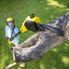 Professional Tree Care in Ellwood City, PA