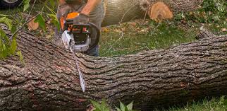 Best Emergency Tree Removal  in Ellwood City, PA