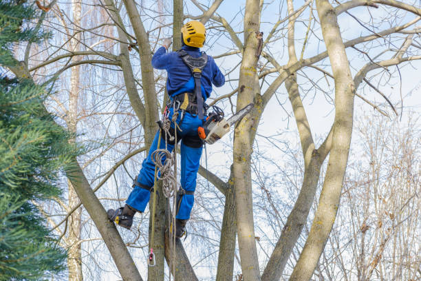 Ellwood City, PA Tree Care Pros