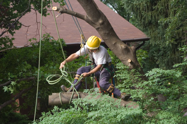 Best Lawn Renovation and Restoration  in Ellwood City, PA
