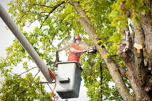 Best Fruit Tree Pruning  in Ellwood City, PA