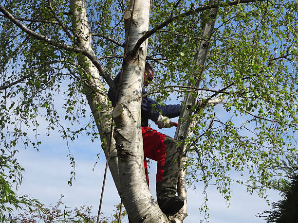 Best Leaf Removal  in Ellwood City, PA