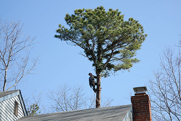 Best Hazardous Tree Removal  in Ellwood City, PA