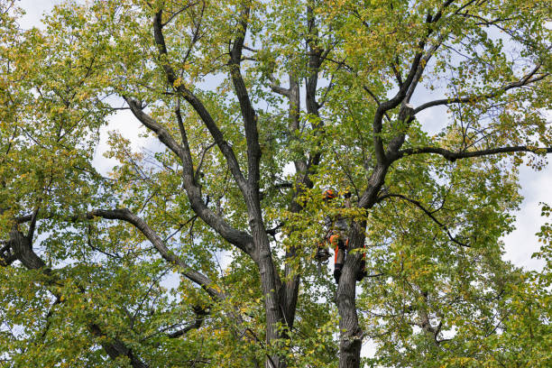 Best Tree Cabling and Bracing  in Ellwood City, PA